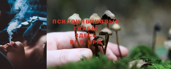 крисы Зерноград